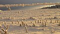 Champ de maïs sous la neige.jpg