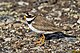 Charadrius hiaticula tundrae Varanger.jpg