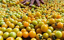 Freshly picked cherry tomatoes in Auroville, India Cherry Tomato Harvest.jpg