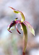 Chiloglottis reflexa