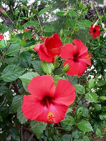 Malvaceae