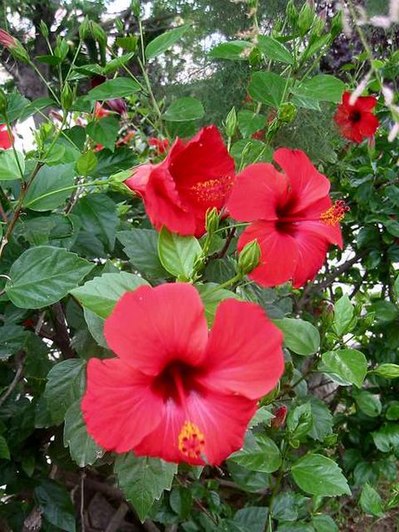 399px-Chinese_hibiscus.jpg