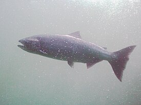 Chinook (King) salmon.jpg