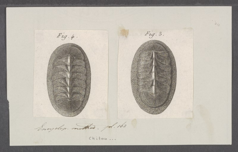 File:Chiton spec. - - Print - Iconographia Zoologica - Special Collections University of Amsterdam - UBAINV0274 081 06 0007.tif