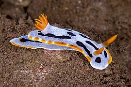 Chromodoris dianae cos rinóforos despregados