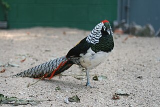 Lady Amhersts pheasant Species of bird
