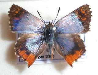 <i>Chrysoritis uranus</i> Species of butterfly