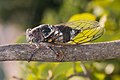 * Nomination Cicada barbara, common jarfly in South of France --Daniel VILLAFRUELA 14:32, 16 July 2015 (UTC) * Promotion Good quality. --Vengolis 16:15, 16 July 2015 (UTC)