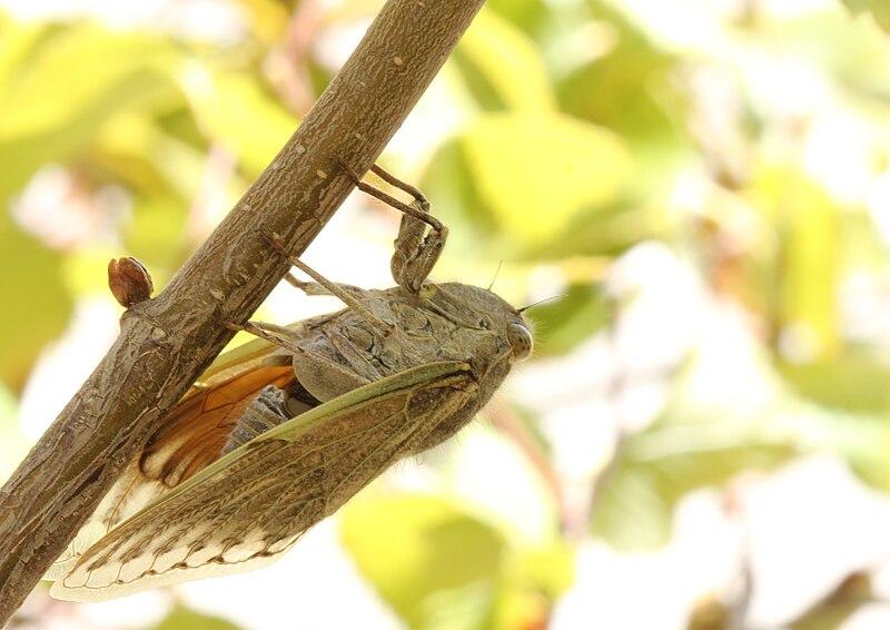 File:Cicada male singing Platypleura species 2012 01 29 1505s.JPG