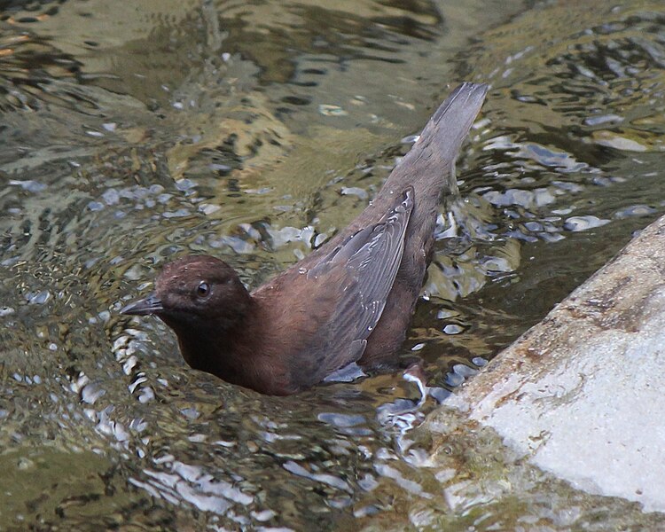 File:Cinclus pallasii (in river).JPG