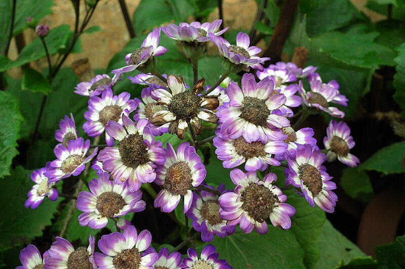 File:Cineraria at lalbagh7313.JPG