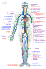 Miniatura para Aparato circulatorio