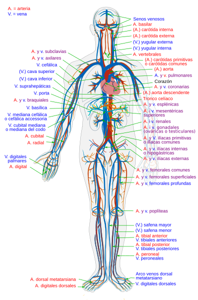 File:Circulatory System es.svg