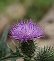 Cirsium vulgare