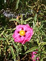 Cistus × purpureus