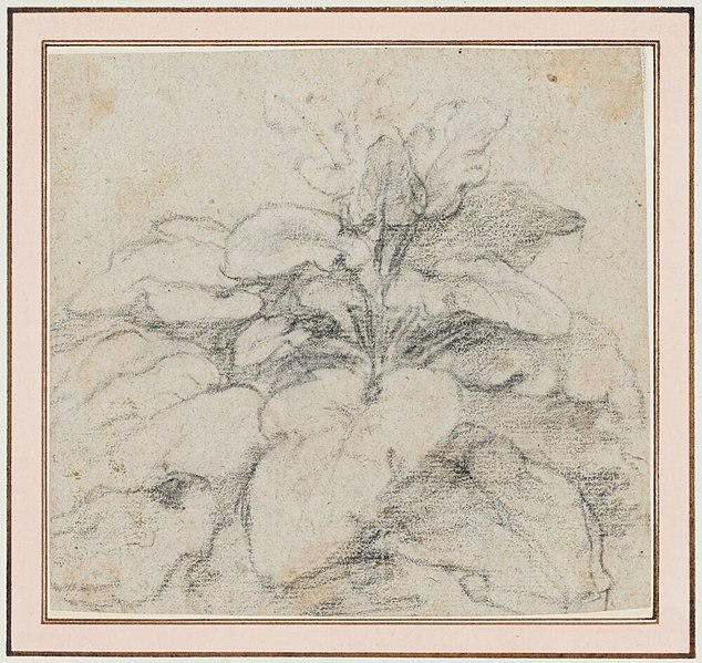 File:Claude Lorrain - Plant (Sorrel^) - NMH 148-1958 - Nationalmuseum.jpg