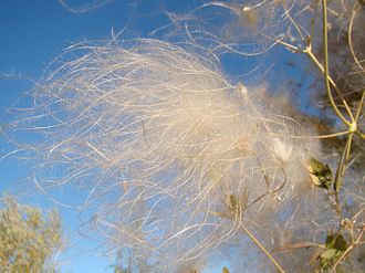 Clematis orientalis seedhead Clematis orientalis; Baikonur 02.jpg