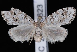 <i>Clemensia albata</i> Species of moth