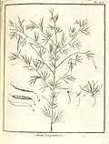 Cleome guianensis Aublet 1775 pl 273.jpg