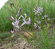 Cleome maculata, Skeerpoort.jpg