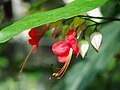 Clerodendrum × speciosum, Szczęślin, 2019-05-03