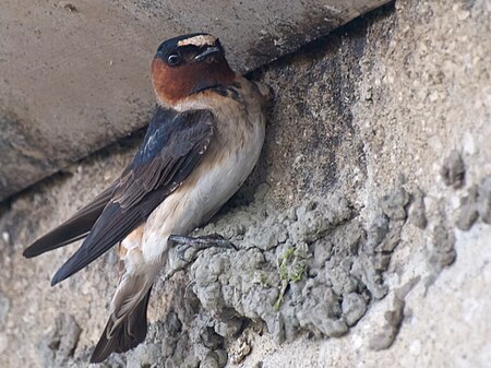 Cliff Swallow Builder.jpg