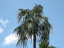 Coccothrinax argentata Florida Keys.jpg 