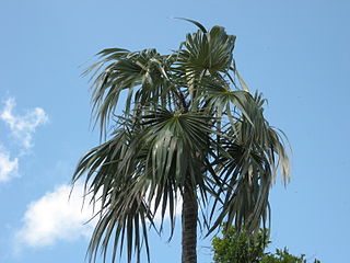 <i>Coccothrinax argentata</i> Species of palm
