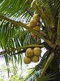 Thumbnail for Diamond coconut model