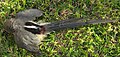 Colius colius White-backed mousebird Dorsal plumage 8425s.jpg