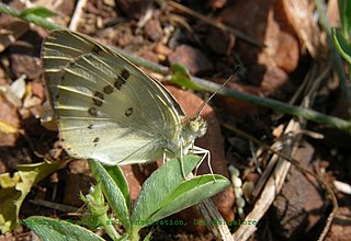 <i>Colotis</i> Butterfly genus in family Pieridae