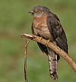 Common Hawk Cuckoo (Hierococcyx varius) at Narendrapur W IMG 4111.jpg