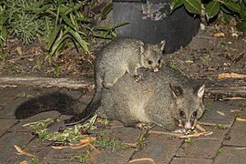 Trichosurus vulpecula (Common brushtail possum) with joey