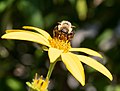 * Nomination Common eastern bumble bee in Central Park --Rhododendrites 16:16, 3 August 2021 (UTC) * Promotion  Support Good quality. --Commonists 19:36, 3 August 2021 (UTC)