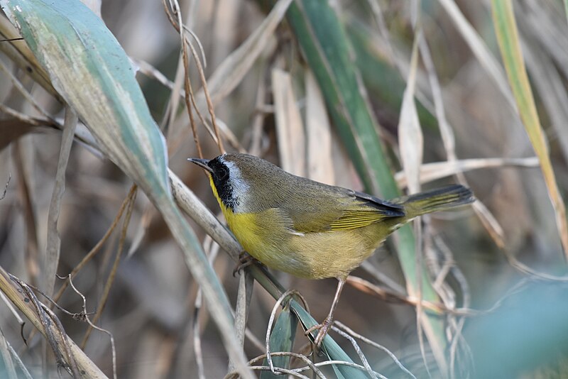 File:Common yellowthroat birding bombay hook 9.29.18DSC 0693.jpg