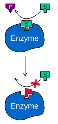 geld bagage Bomen planten Cofactor (biochemie) - Wikiwand