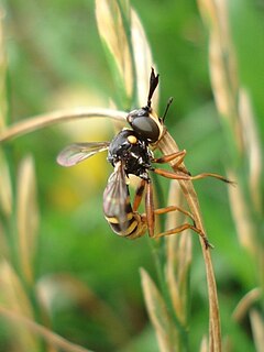 <i>Conops ceriaeformis</i> Species of fly