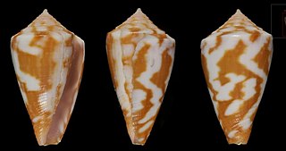 <i>Conus erythraeensis</i> species of mollusc