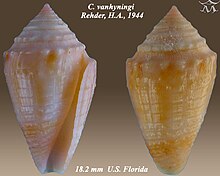 Conus vanhyningi 2.jpg 