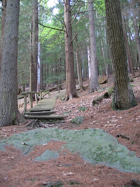 File:Cook forest - panoramio (4).jpg