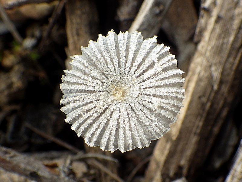 File:Coprinopsis candidata 469567.jpg