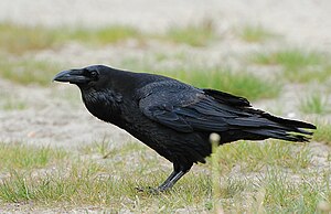 Raawen (Corvus corax) LC - least concern (ei trüüwet)