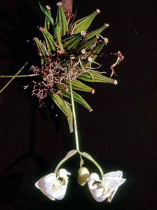 <i>Coryanthes alborosea</i> Species of orchid