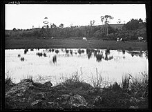 Cows grazing at a pond in Western Springs, early 1900s Cows grazing at Western Springs, Auckland, 1900s.jpg