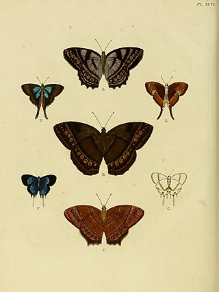 <i>Oxylides</i> Butterfly genus in family Lycaenidae