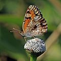 * Nomination Crescent spot (Phyciodes phaon), Grand Cayman --Charlesjsharp 15:24, 14 March 2016 (UTC) * Promotion Good quality. --Clément Bardot 16:16, 14 March 2016 (UTC)