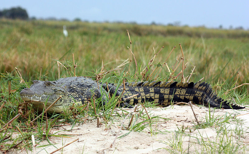 File:Crocodile crocodylus niloticus.jpg