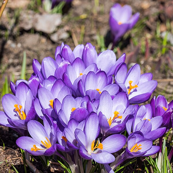 File:Crocus vernus EM1B1540 (41411167301).jpg