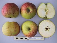 Cross section of Hosszufalusi, National Fruit Collection (acc. 1948-372) .jpg