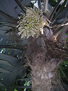 Cryosophileae Tribe of palms